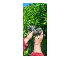 Pomchis azules y una hembra blanca