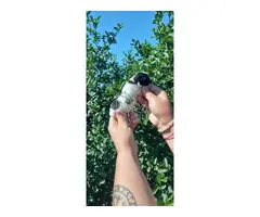 Se vende pomerania toy hembras