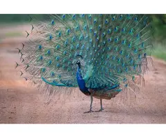 Pavos Reales Azul