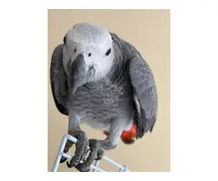 loros gris africanos para adopcion