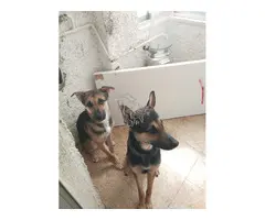 Perro de un año pastores alemanes