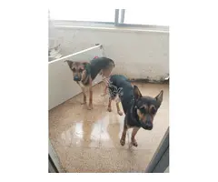 Perro de un año pastores alemanes