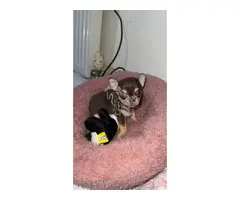 Cachorros Chihuahua machos e fêmeas para adoção.