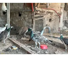 Pavos Reales jovenes