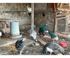 Pavos Reales jovenes