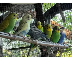 Periquitos de colores