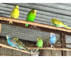 Periquitos de colores