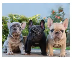 Cachorros de Bulldog Francés en venta.