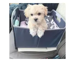 Cachorros Maltipoo criados en casa.