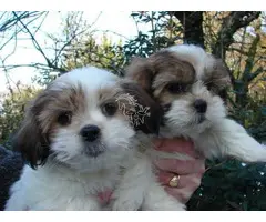 Hermosos cachorros Shih Tzu.