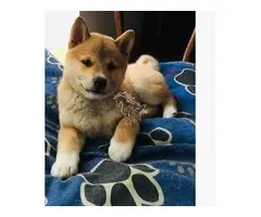 Cachorros Shiba Inu