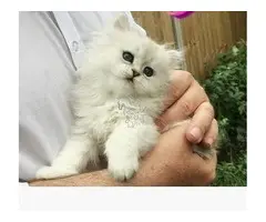 Gatitos persas de 12 semanas en venta