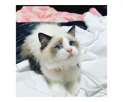 Precioso Ragdoll Ka, color amarillo intenso, disponible ahora