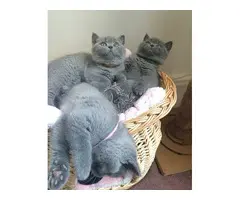 Gatitos British Shorthair BHK