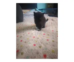 GATITOS BUSCAN FAMILY