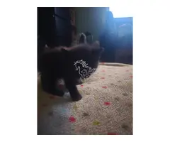 GATITOS BUSCAN FAMILY