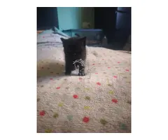 GATITOS BUSCAN FAMILY