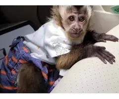 Crías de monos capuchinos amigables, listas para la venta...