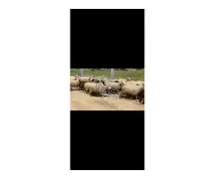 Se venden ovejas