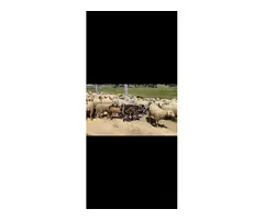 Se venden ovejas