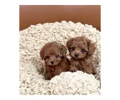 Regalo cachorros Caniche Para Adopcion whatsapp: 613372697