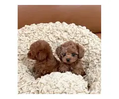 Regalo cachorros Caniche Para Adopcion whatsapp: 613372697