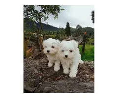 Regalo Mini Toy Cachorros Bichon Maltes whatsapp:613372697