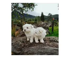 Regalo Mini Toy Cachorros Bichon Maltes whatsapp:613372697