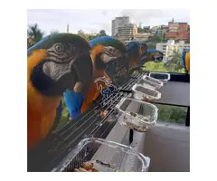 Regalo inteligentes loros Guacamayos whatsapp: 613372697