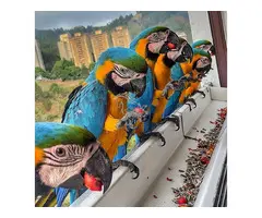 Regalo inteligentes loros Guacamayos whatsapp: 613372697