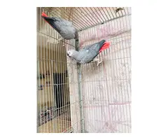 Regalo Loros Yaco Papillero, whatsapp:+34 613372697