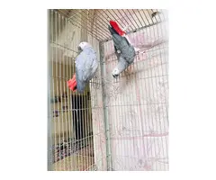 Regalo Loros Yaco Papillero, whatsapp:+34 613372697