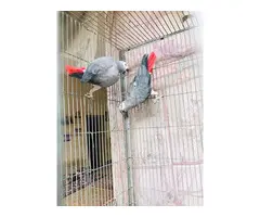 Regalo Loros Yaco Papillero, whatsapp:+34 613372697