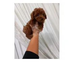 Cachorros de caniche en adopción