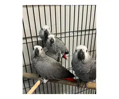 Regalo Loros Yaco Papillero con excelente pedigrí, whatsapp +34627194506