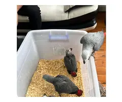 Loros Yaco en adopción