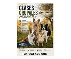 Adiestramiento canino