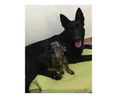 Adiestramiento canino