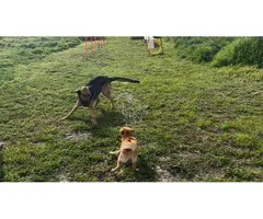 Adiestramiento canino