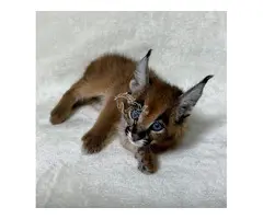 Gatito caracal disponible