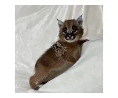 Gatito caracal disponible