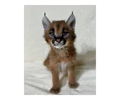 Gatito caracal disponible