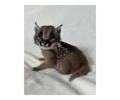 Gatito caracal disponible
