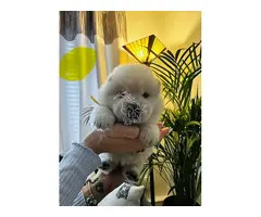 Cachorros de chow chow listos para ser adoptados.