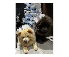Cachorros de chow chow listos para ser adoptados.