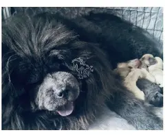 Cachorros de chow chow listos para ser adoptados.
