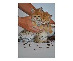 Gatitos Serval y Savannah