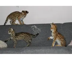 Gatitos Serval y Savannah