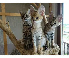 Gatitos Serval y Savannah