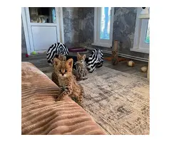 Gatitos Serval y Savannah